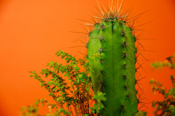 aesthetic orange and green idea