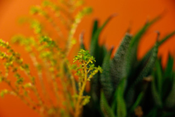 aesthetic orange and green idea