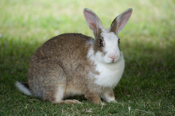  brown and white wild rabbit on the north coast of New South Wales, Australia.
