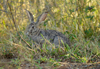 Wild Scrub Hare in  Kruger National Park, South Africa.