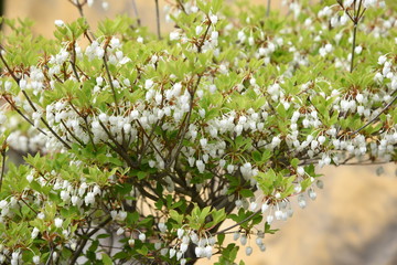 Japanese enkianthus / Called 