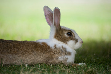  brown and white wild rabbit on the north coast of New South Wales, Australia.