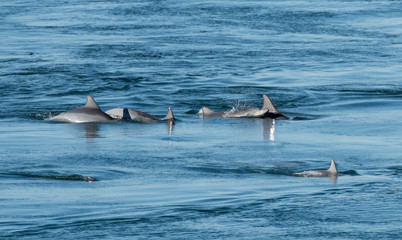 Fototapeta premium Dolphin with baby swimming along side mother, on the Australian east coast.