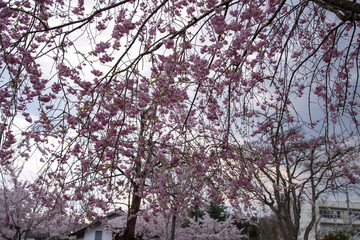 しだれ桜