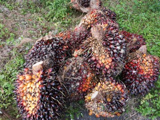 Red palm oil fruit 