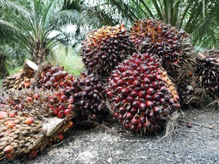 Naklejka na ściany i meble Red palm oil fruit 