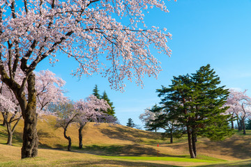 春の桜が満開のゴルフコース