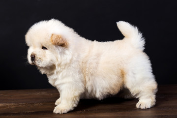 fluffy chow-chow puppy(40 day)