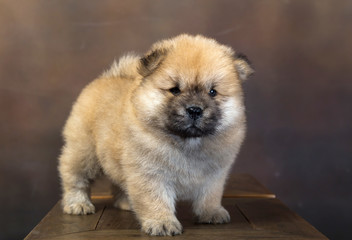 fluffy chow-chow puppy(40 day)