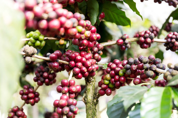 Coffee beans on tree, Thailand