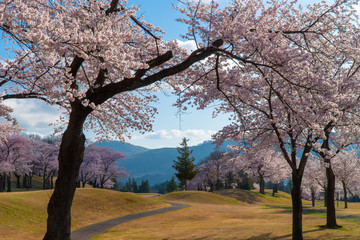 春の桜が満開のゴルフコース