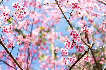 Wild Himalayan Cherry flower (Prunus cerasoides),Giant tiger flower