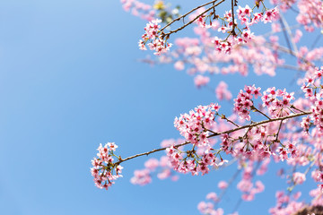 Wild Himalayan Cherry flower (Prunus cerasoides),Giant tiger flower