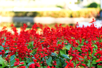 Red Salvia (Salvia splendens) in garden