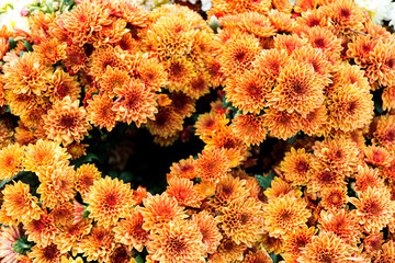 Fototapeta na wymiar Beautiful of Orange Garden Dahlia flower