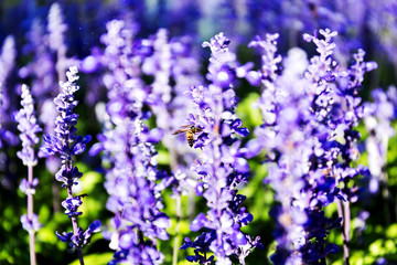 Blue salvia with bee lit by sunlight. Blue salvia in the garden