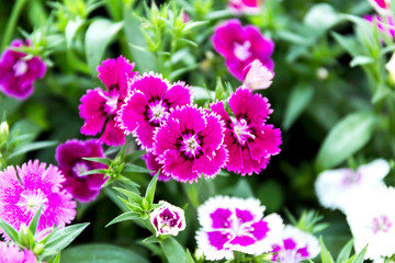 Obraz premium Dianthus flower (Dianthus chinensis) blooming in garden