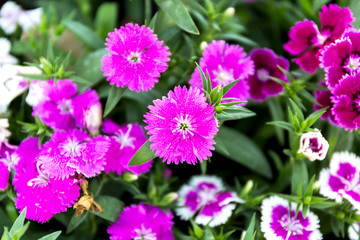 Fototapeta na wymiar Dianthus flower (Dianthus chinensis) blooming in garden