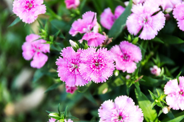 Dianthus flower (Dianthus chinensis) blooming in garden