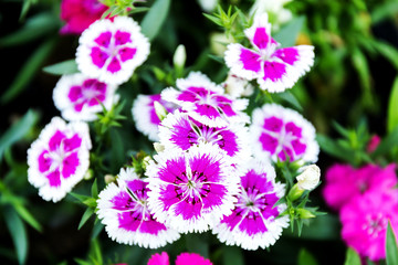 Obraz premium Dianthus flower (Dianthus chinensis) blooming in garden