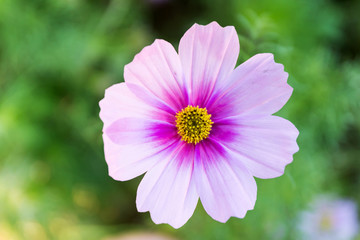 Obraz premium cosmos flowers in the garden