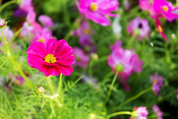 Fototapeta premium cosmos flowers in the garden