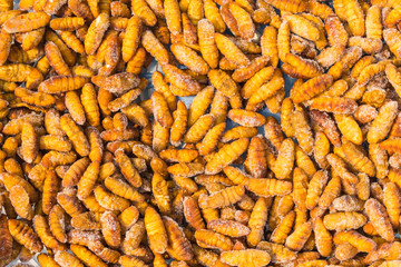 silkworms background