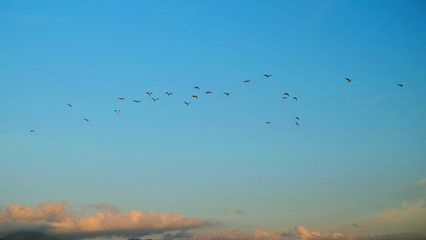 Obraz premium Birds flying on the sky