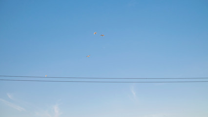 Birds flying on the sky