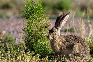 Black-tailed Jackrabbit in spring in southern Arizona