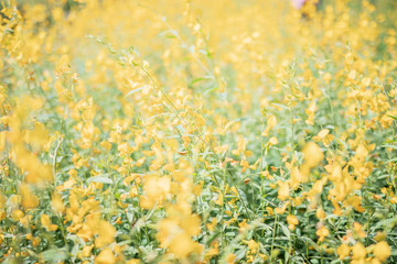 Crotalaria juncea field