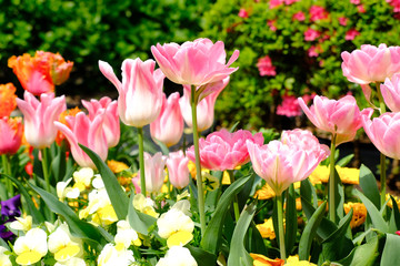 tulips in the garden