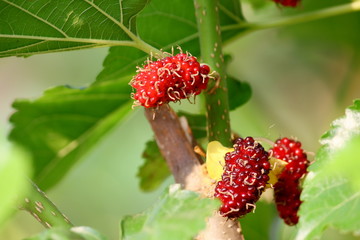 mulberry fruit and mulberry leaf on the branch