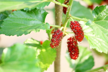 mulberry fruit and mulberry leaf on the branch