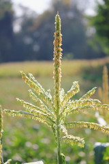 The blooming young corn in the sun