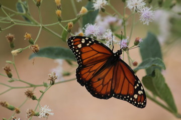 butterfly and flowers