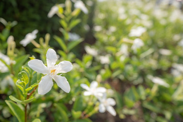 Beautiful and cute small white flower on blurred plants background with copy space