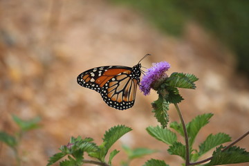 butterfly and flower