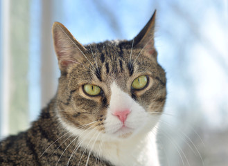 Fototapeta premium Portrait of a cat.