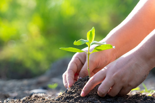 closeup human hand holding plant with nature background, save the world and World Environment Day concept at sunny day. selective focus.