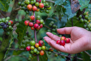 woman' hand pick coffee beans on coffee tree. selective focus.