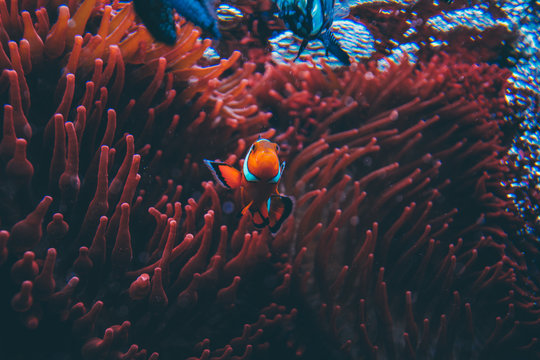 Nemo