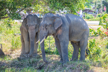 Fototapeta premium Two Thai elephants