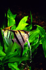 エンゼルフィッシュ