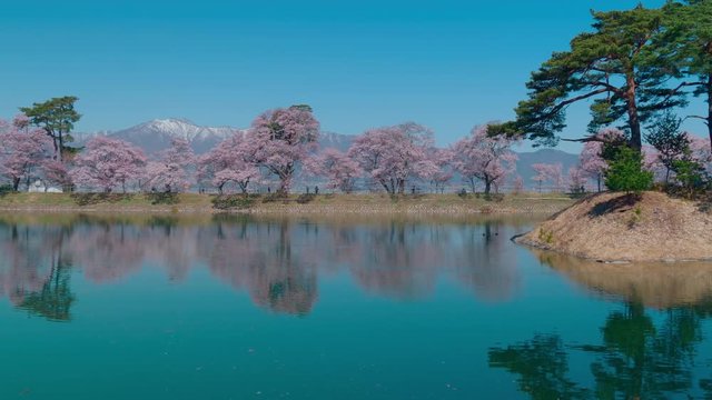 長野県伊那市 六道の堤の桜