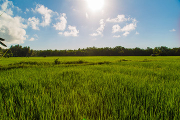 Rice fields asian stuff of life the staple food in a Country side rural scene with blue sky and green plants 