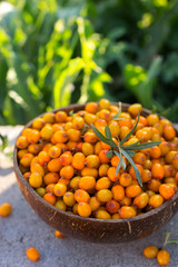 Natural organic ripe sea buckthorn berries in a wooden bowl on a stone in summer outdoors