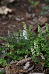 Skullcap flowers (Scutellaria indica)