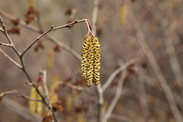 Alder (Alnus) flower catkins in Beartooth Mountains, Montana