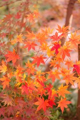 Naklejka na ściany i meble Maple leaves in autumn